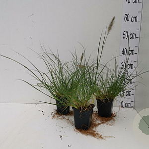 Pennisetum al. 'Little Bunny' GM P9