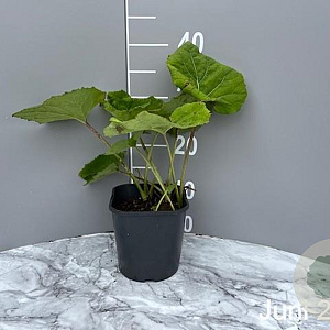 Petasites hybridus GM 2,0L