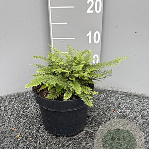 Polystichum set. 'Plumosum' GM 2,0L