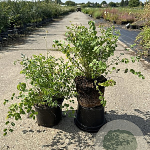 Sanguisorba minor GM 2,0L