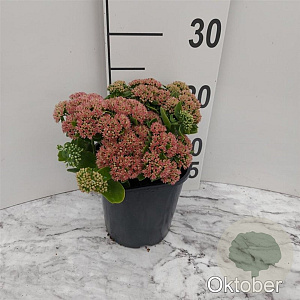 Sedum 'Herbstfreude' GM 2,0L