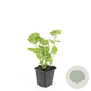 Sedum 'Herbstfreude' GM P9