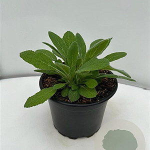 Stachys byzantina GM 2,0L