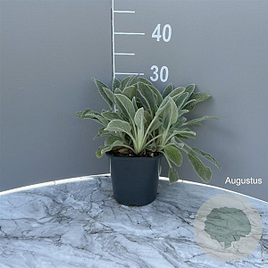 Stachys byzantina 'Silver Carpet' GM 2,0L