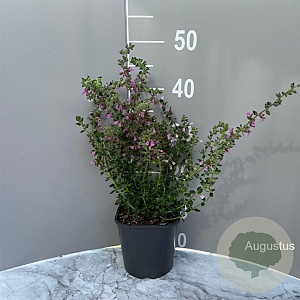 Teucrium lucidrys GM 2,0L