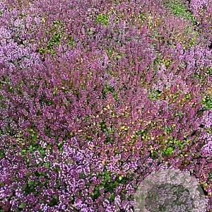 Thymus serpyllum GM 2,0L