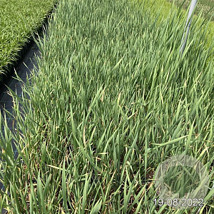 Typha latifolia GM 2,0L