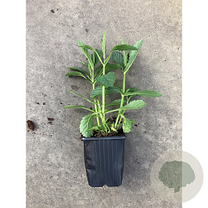 Verbena bonariensis GM P9