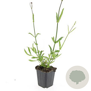 Verbena bonariensis GM P9