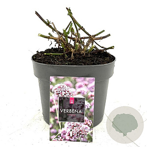 Verbena bon. 'Lollipop' GM 2,0L