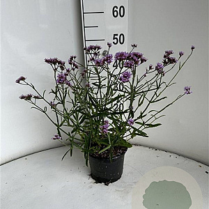 Verbena bon. 'Lollipop' GM 2,0L