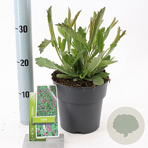 Verbena rigida GM 2,0L