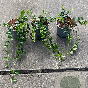 Vinca minor 'Alba' 20-30 cm C1.3