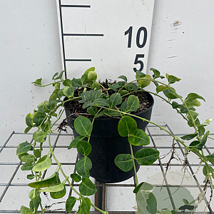 Vinca minor 'Alba' GM C1.3