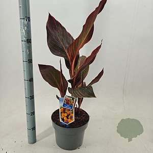 Canna 'Tropical Sunrise' 40-60 cm 5,0L