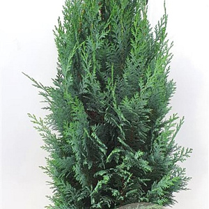 Chamaecyparis l. 'Columnaris' 80-100 cm met kluit