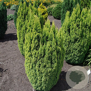 Chamaecyparis l. 'Ellw. Gold' 30-40 cm 3,0L