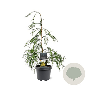 Chamaecyparis l. 'Filip's G. Spr.' 40-50 cm 3,0L