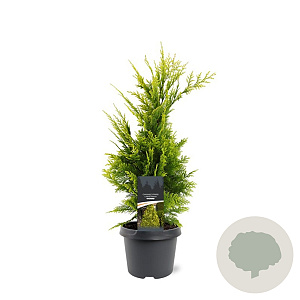 Chamaecyparis l. 'Yvonne' 40-50 cm 3,0L