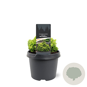 Chamaecyparis o. 'Butterball' 15-20 cm 3,0L