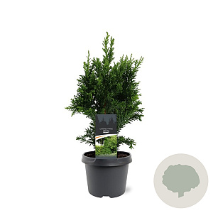 Chamaecyparis o. 'Drath' 30-40 cm 3,0L