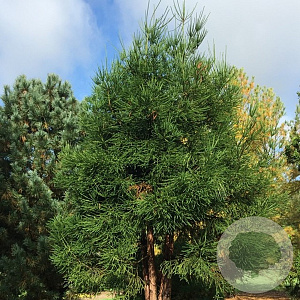 Cryptomeria j. 'Dacrydioides' 30-40 cm 5,0L