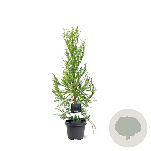 Cryptomeria j. 'Kitayama' 80-100 cm 5,0L