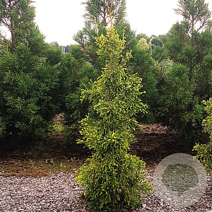 Cryptomeria j. 'Kyara Gold' 60-80 cm 5,0L