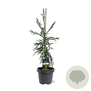 Cryptomeria j. 'Kyara Gold' 60-80 cm 5,0L