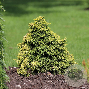 Cryptomeria j. 'Twinkle Toes' 20-25 cm 3,0L