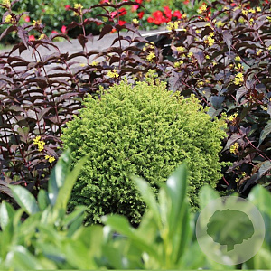 Cryptomeria j. 'Vilmorin Gold' 20-25 cm 3,0L