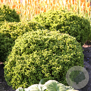 Cryptomeria j. 'Vilmoriniana' 20-25 cm 3,0L
