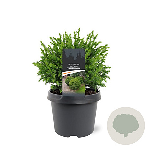 Cryptomeria j. 'Vilmoriniana' 20-25 cm 3,0L