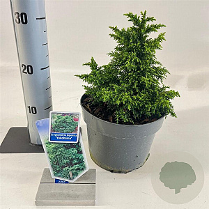 Cryptomeria j. 'Yokohama' 20-25 cm 3,0L