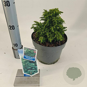 Cryptomeria j. 'Yokohama' 20-25 cm 3,0L