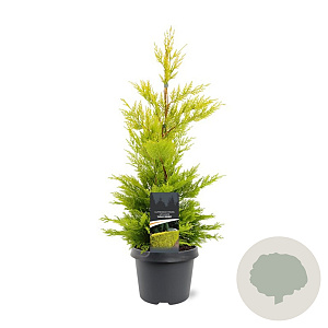 Cupressocyparis l. 'Gold Rider' 40-50 cm 3,0L