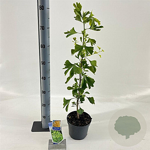 Ginkgo biloba 60-80 cm 2,0L