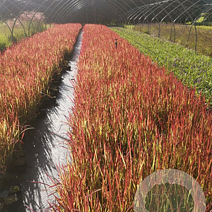 Imperata cylindrica 'Red Baron' GM P9