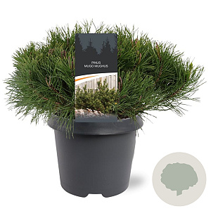 Pinus mugo subsp. mugo 30-40 cm 5,0L