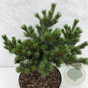 Pinus parviflora 30-40 cm 7,5L