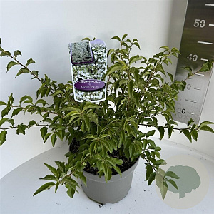 Prunus incisa 'Midori-zakura' 30-40 cm 5,0L