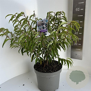 Prunus incisa 'Mikinori' 30-40 cm 5,0L