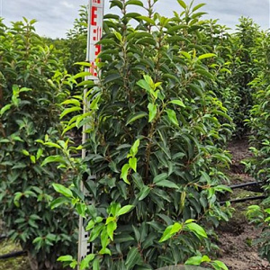 Prunus l. 'Angustifolia' 100-125 cm met kluit extra