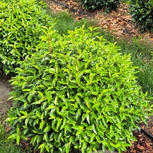 Prunus l. 'Angustifolia' 80 cm draadkluit bol