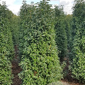 Prunus l. 'Angustifolia' 140-160 cm met kluit extra