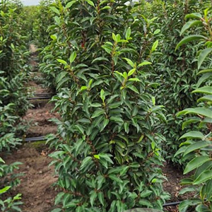 Prunus l. 'Angustifolia' 140-160 cm met kluit extra