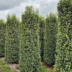 Prunus l. 'Angustifolia' 250-275 cm draadkluit extra