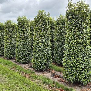 Prunus l. 'Angustifolia' 250-275 cm draadkluit extra