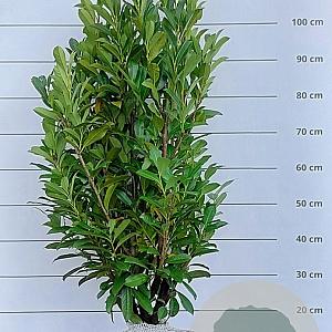 Prunus l. Elly 80-100 cm met kluit