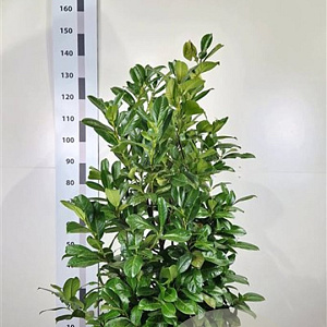 Prunus I. 'Rotundifolia' 100-120 cm met kluit